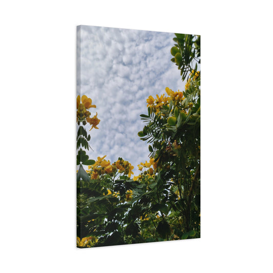 20 x 30" Yellow Blossoms & Clouded Blue Sky Canvas Wall Art