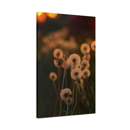 Golden Whispers | Dandelion Field at Sunset Canvas Art
